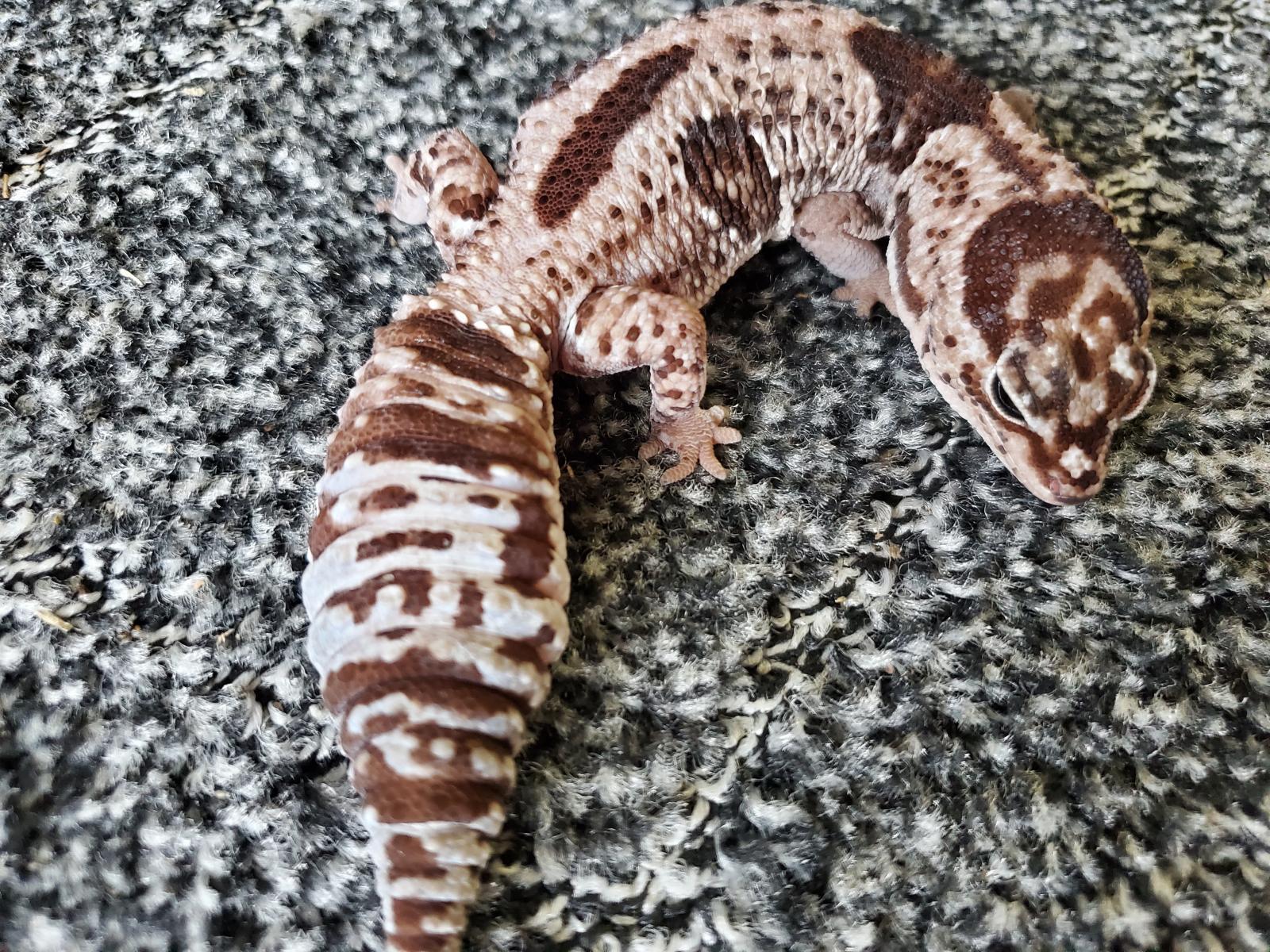 画像1: ニシアフリカトカゲモドキ　ホワイトアウトオレオhetズールー♀