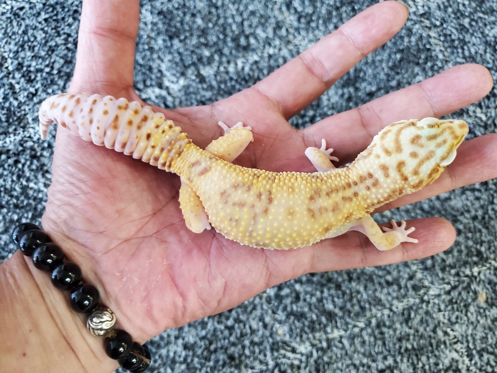 画像1: ヒョウモントカゲモドキ　ラプター♀