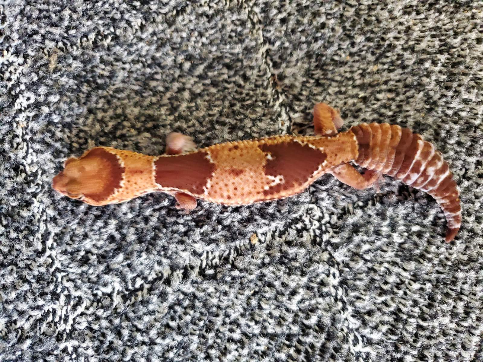 画像: ニシアフリカトカゲモドキ　ノーマル