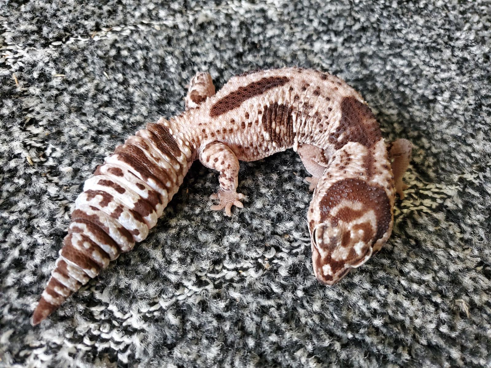 画像: ニシアフリカトカゲモドキ　ホワイトアウトオレオhetズールー♀