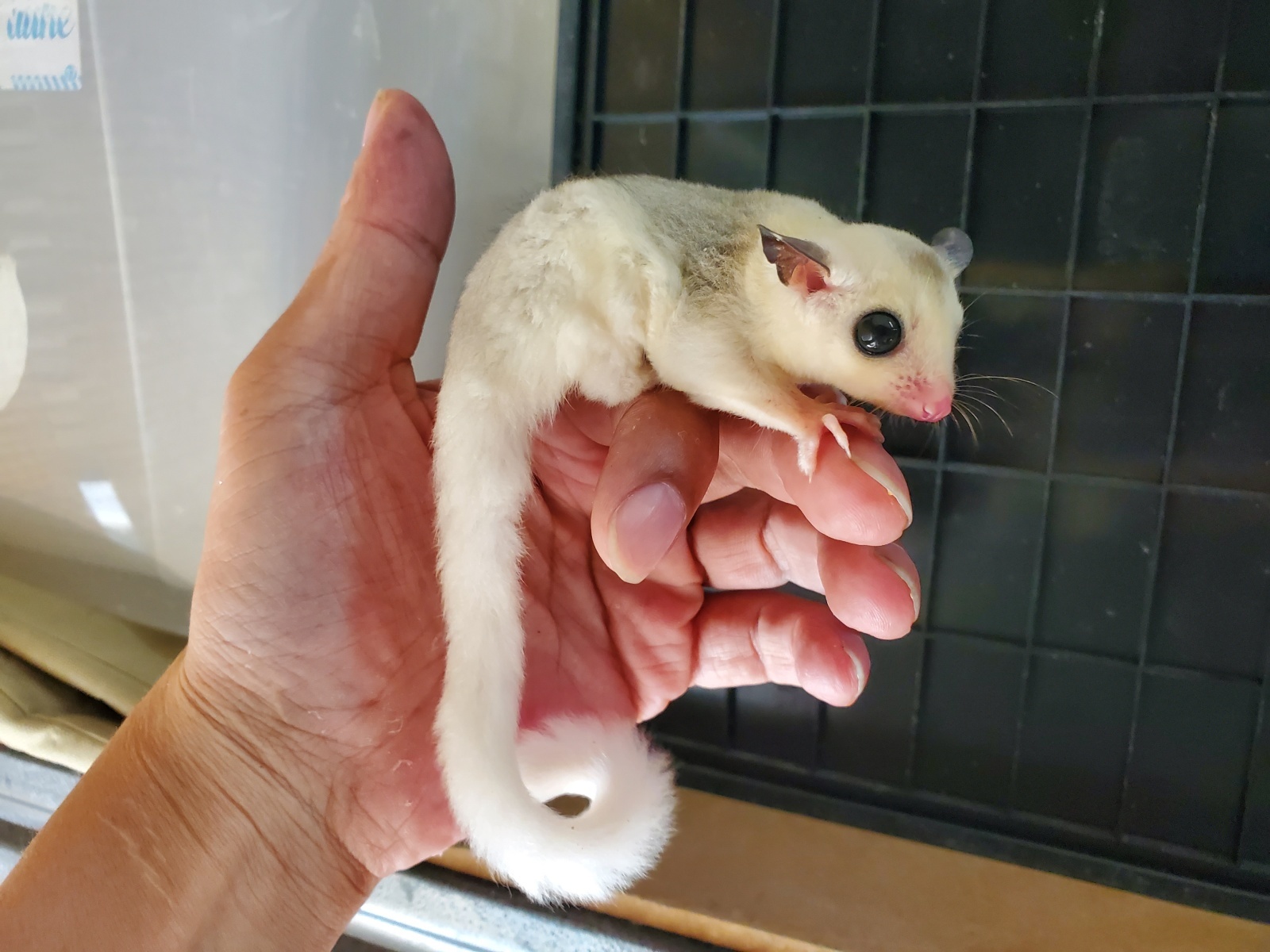 画像: フクロモモンガ　プラチナモザイク♀