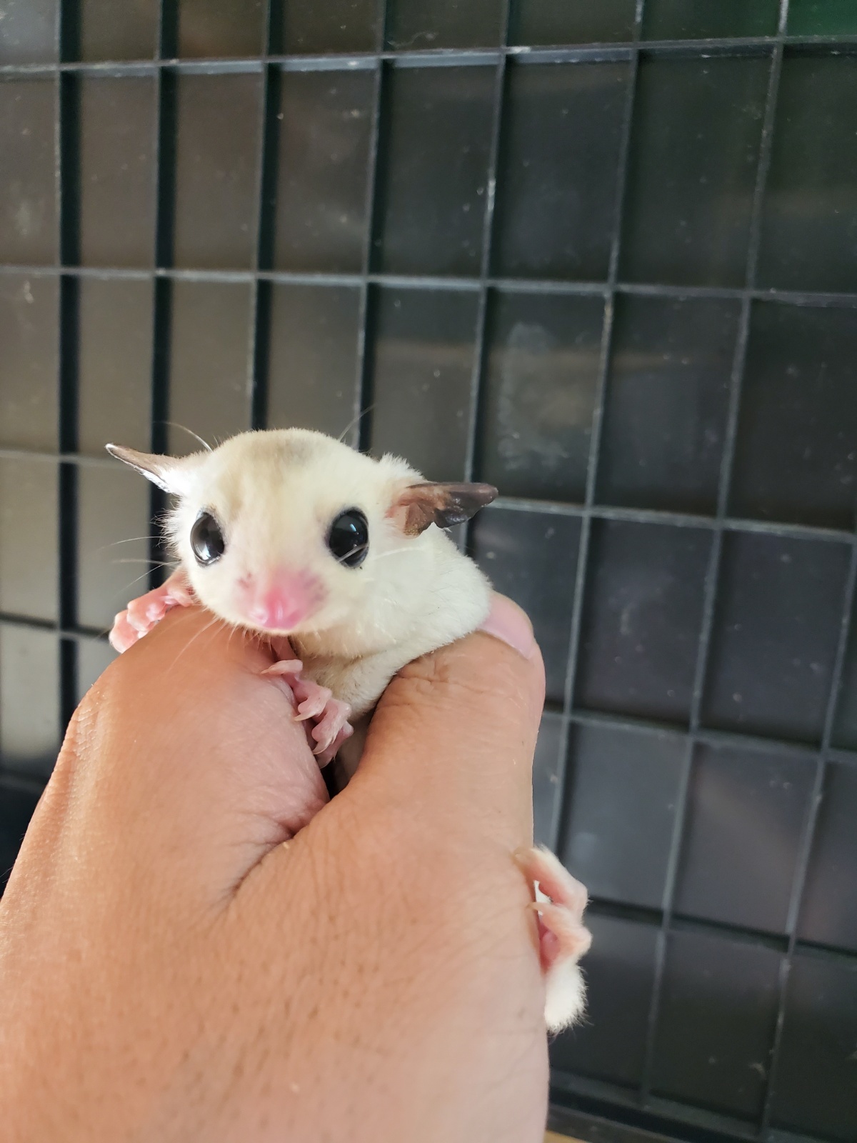 画像: フクロモモンガ　プラチナモザイク♀