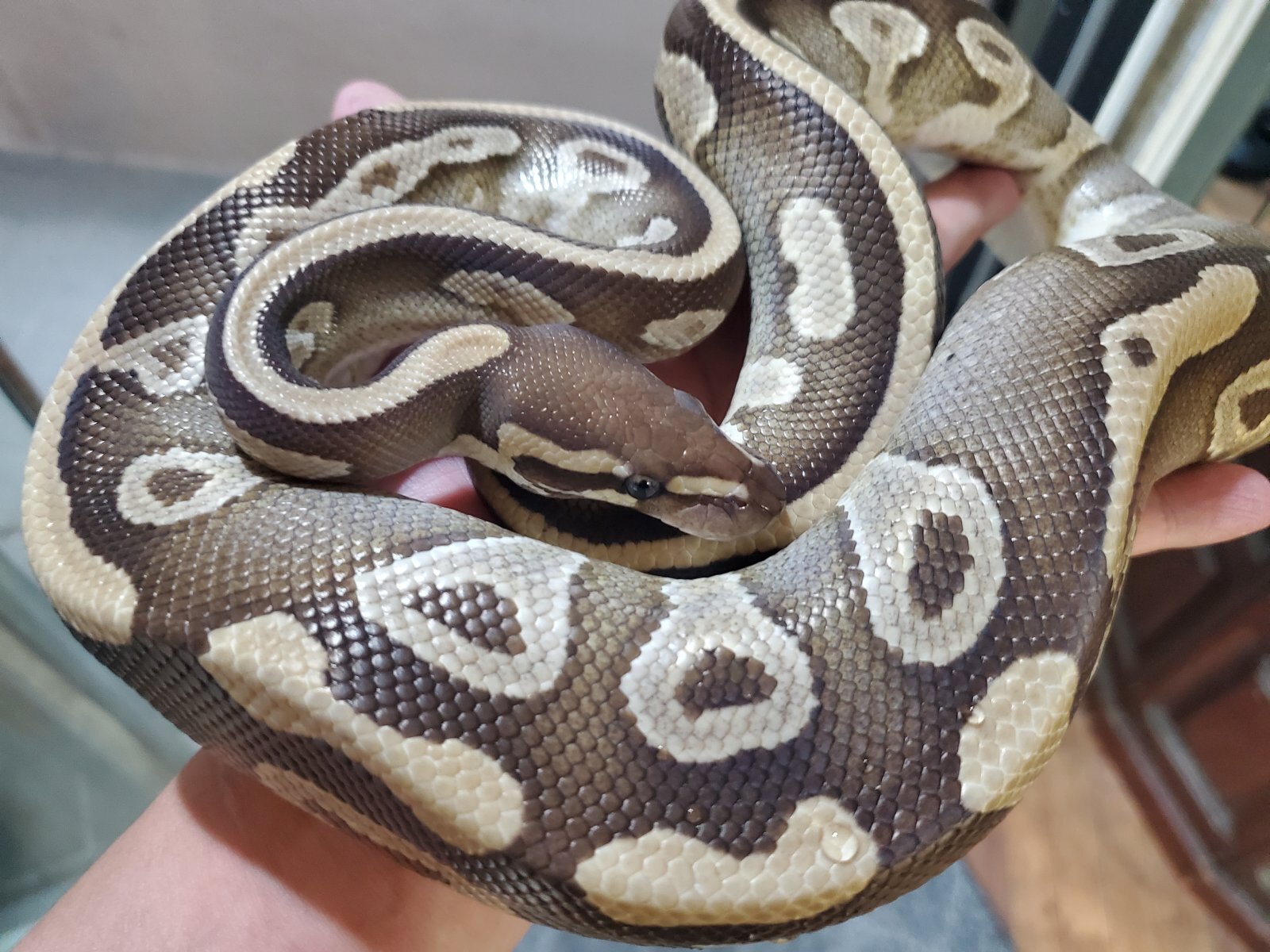 画像: ボールパイソン　モハベ♀