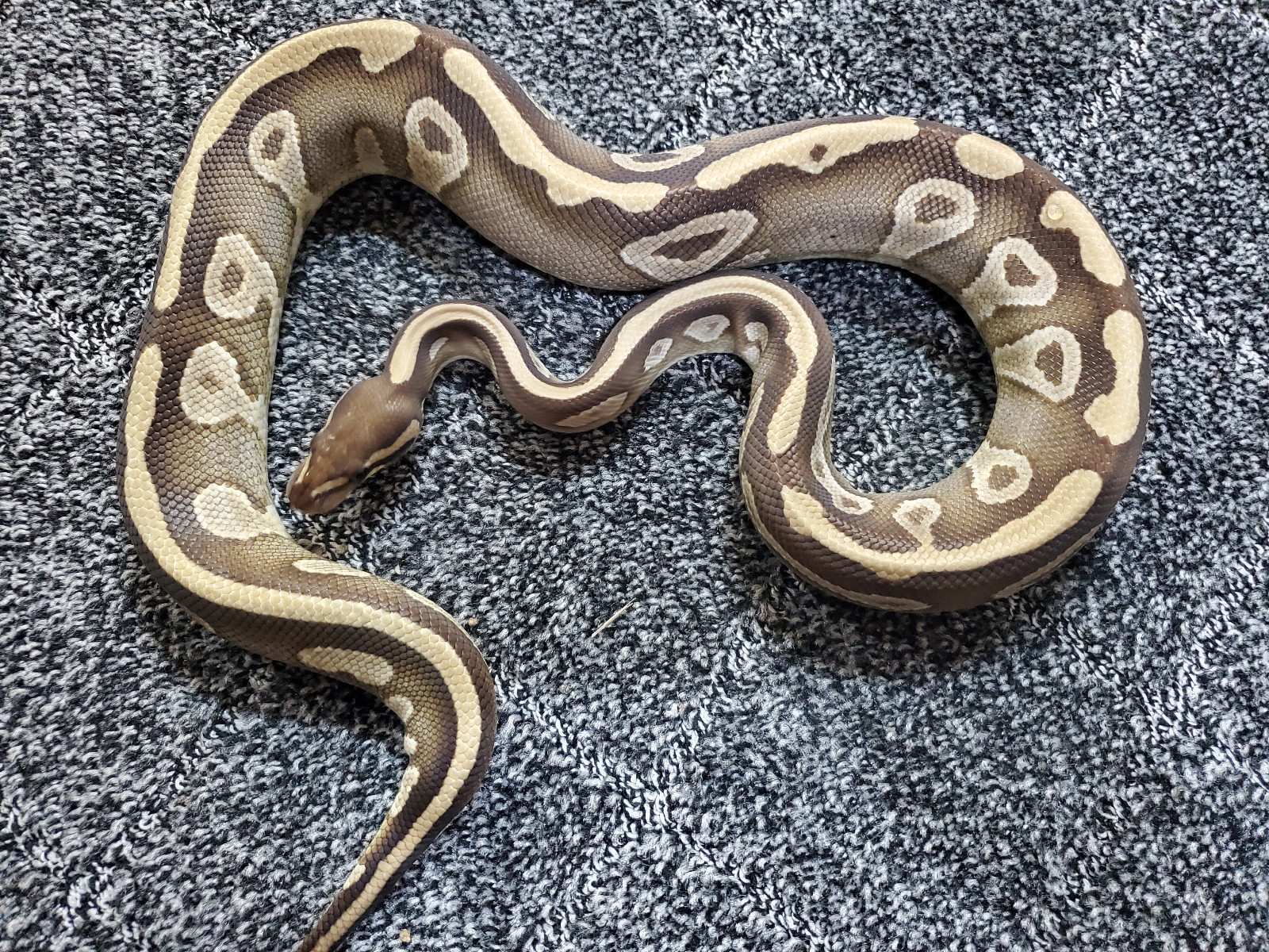 画像1: ボールパイソン　モハベ♀