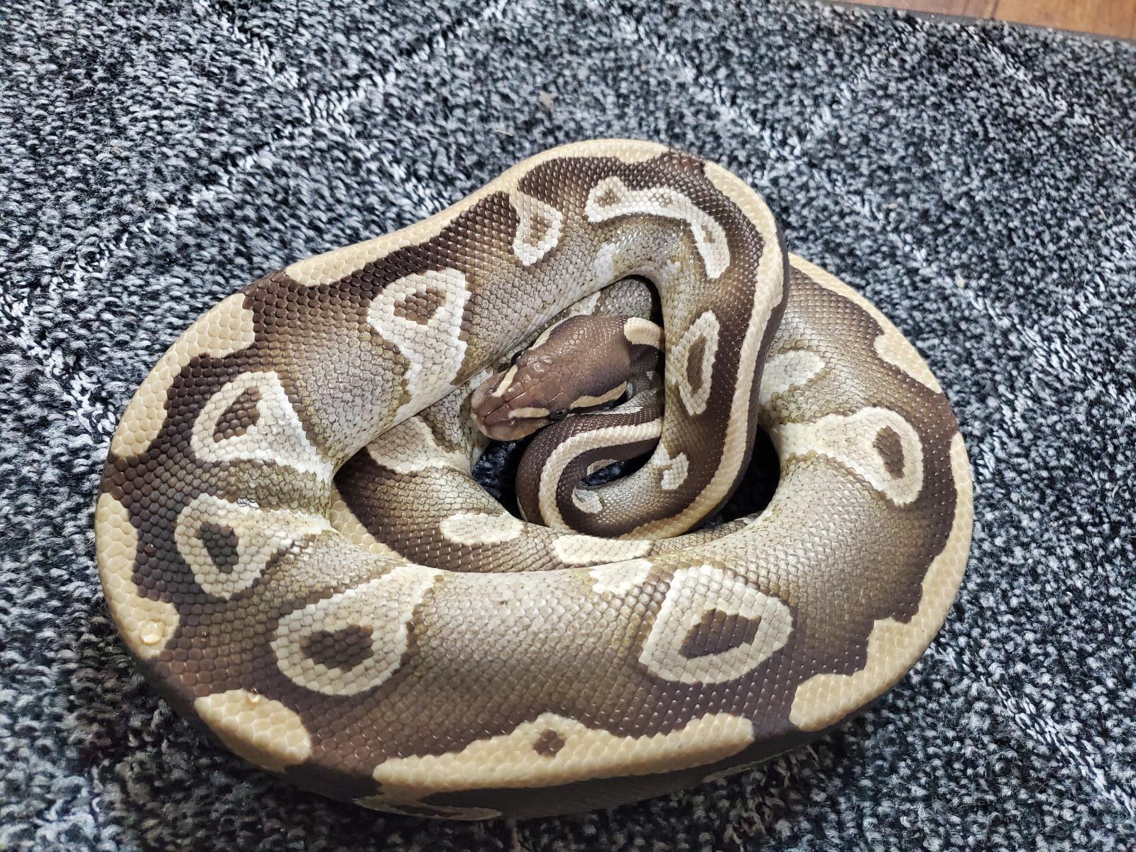 画像: ボールパイソン　モハベ♀