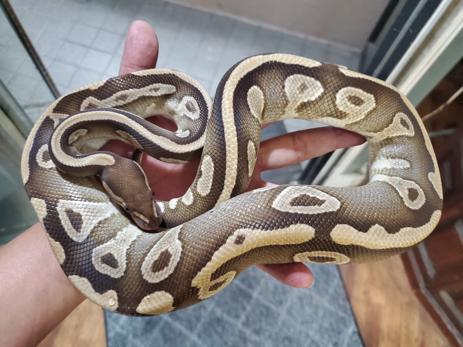 画像: ボールパイソン　モハベ♀