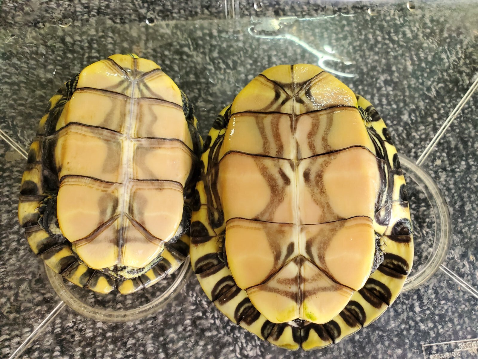 画像: タバスコクジャクガメ