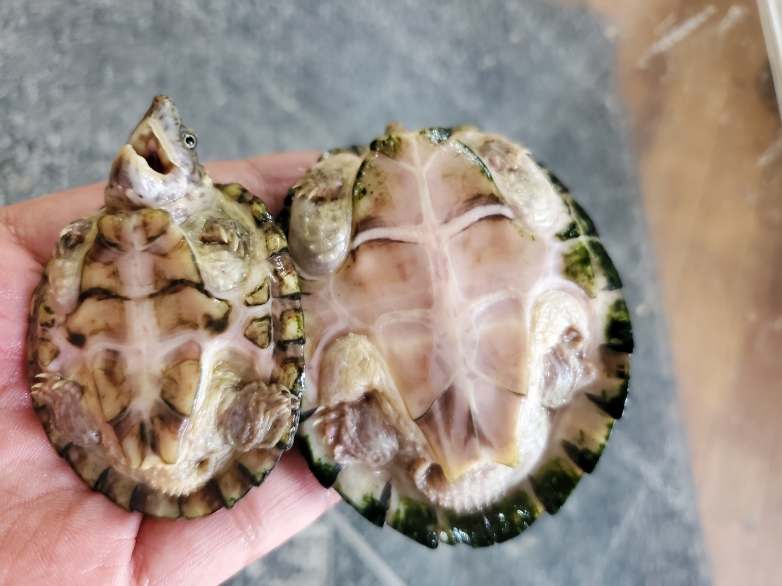 画像: カブトニオイガメ