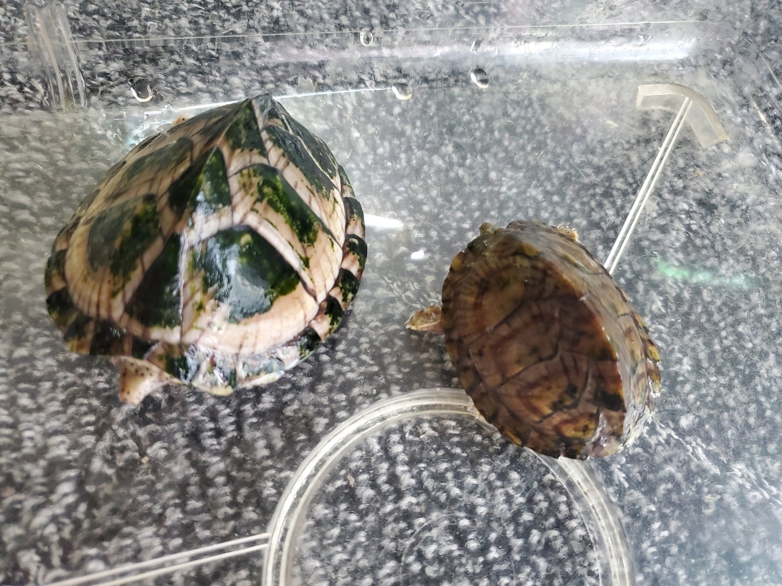 画像1: カブトニオイガメ