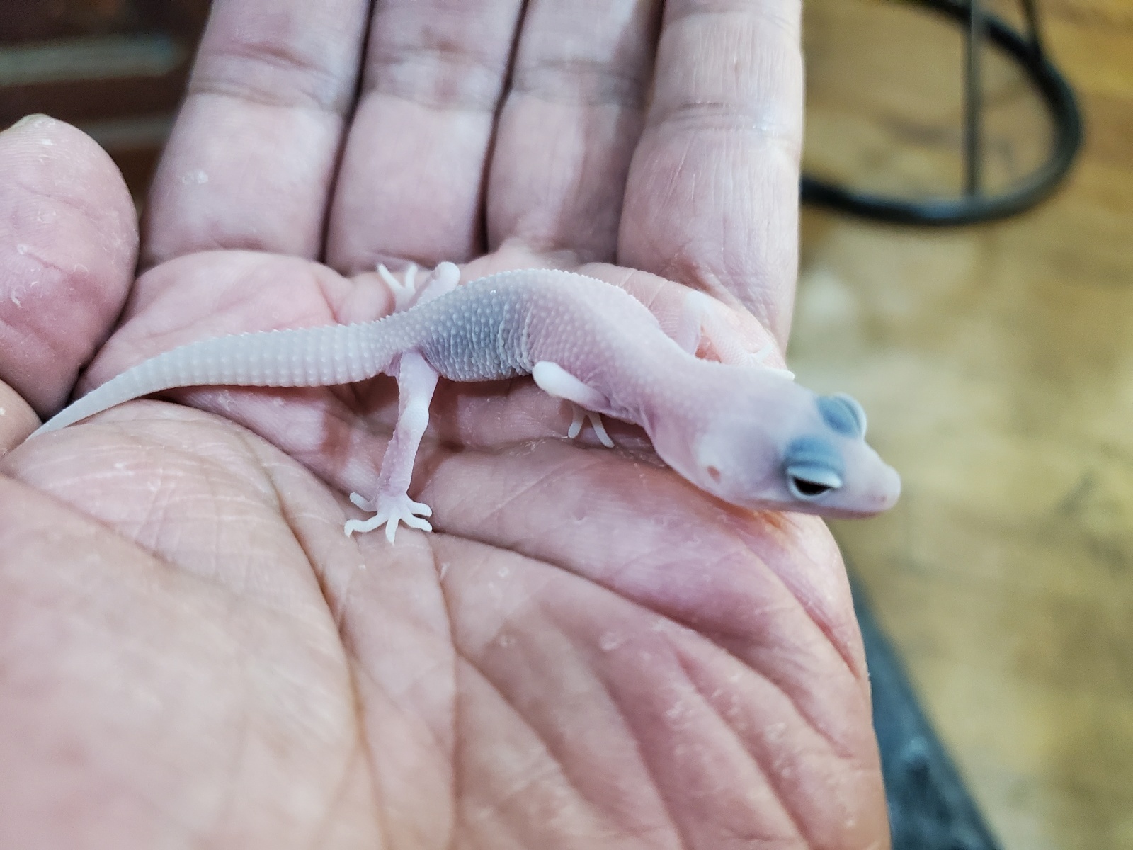 画像: ヒョウモントカゲモドキ　ディアブロブランコ