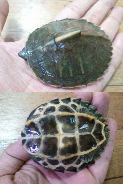 画像: アッサムセタカガメ　ペア2